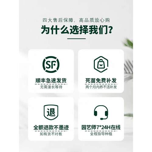 蓝雪花盆栽大苗老桩棒棒糖白雪花阳台庭院耐热耐寒四季开花卉绿植 - 图3