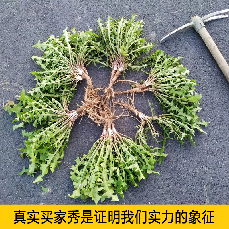 蒲公英种子野生蒲公英种籽新鲜中药材食用婆婆丁籽四季盆栽蔬菜