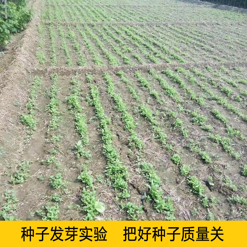 中药材丹参种子非野生红皮丹参籽山东四季种植苗另有黄芪当归