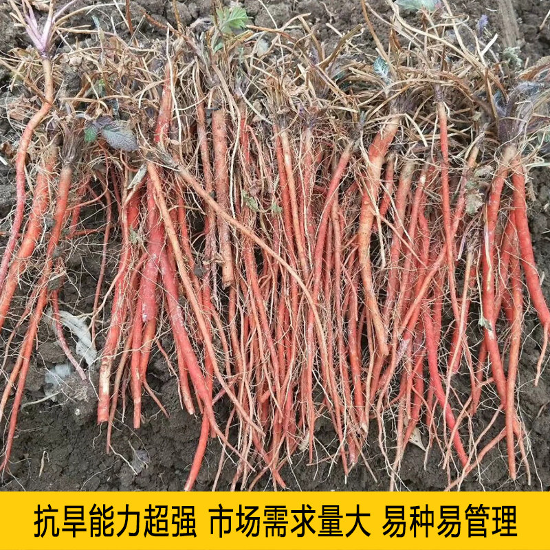 中药材丹参种子非野生红皮丹参籽山东四季种植苗另有黄芪当归