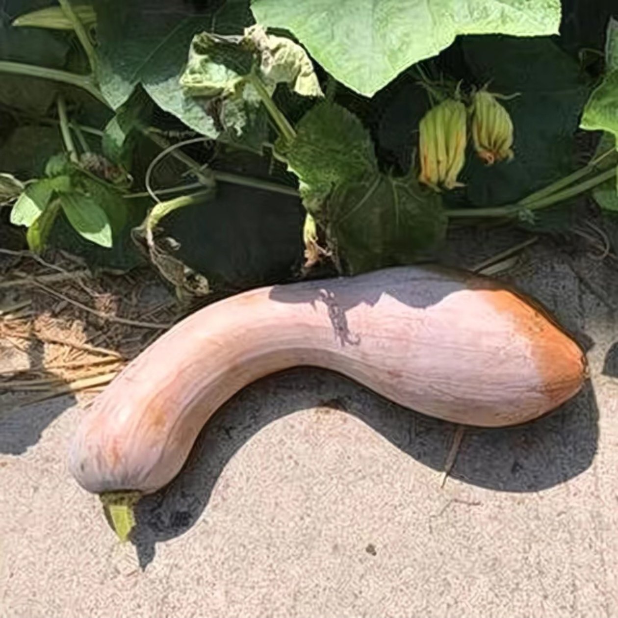 精品牛腿金钩南瓜 南狼南瓜 超甜香甜糯庭院阳台春秋南瓜品种大全,淘宝优惠券,粉丝福利购,淘宝优惠卷