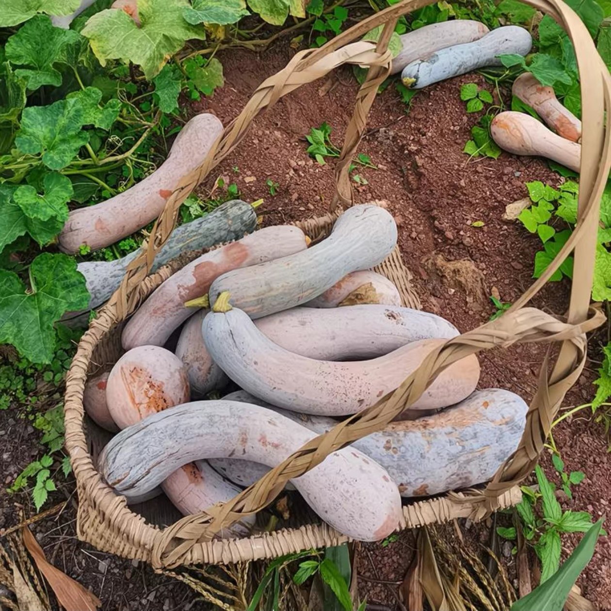 精品牛腿金钩南瓜 南狼南瓜 超甜香甜糯庭院阳台春秋南瓜品种大全,淘宝优惠券,粉丝福利购,淘宝优惠卷