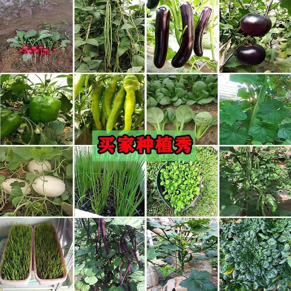 蔬菜种子四季适播种孑小葱香菜菠菜上海青家庭阳台盆栽小菜园种籽