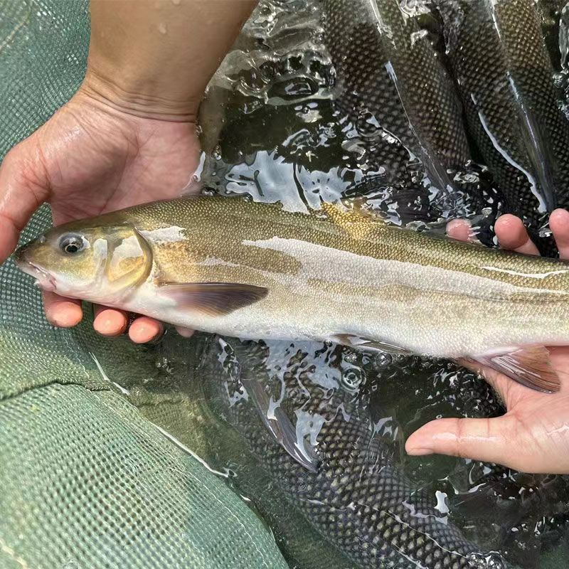 四川雅鱼苗裂腹鱼苗细鳞鱼苗阴河阳鱼苗养殖冷水特种鱼苗雅安三绝 - 图1