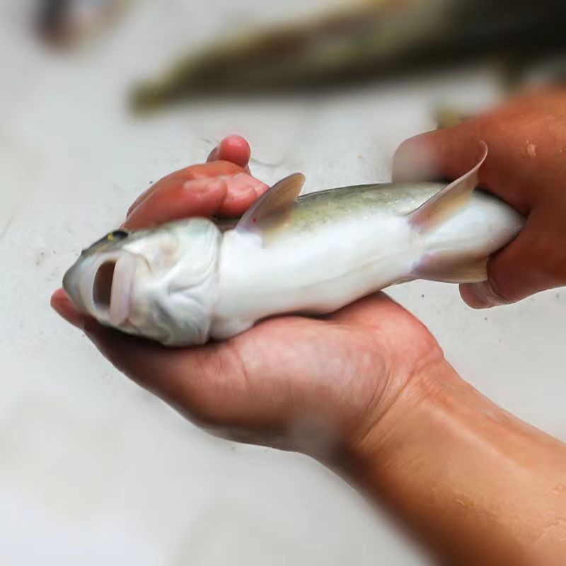 四川雅鱼苗裂腹鱼苗细鳞鱼苗阴河阳鱼苗养殖冷水特种鱼苗雅安三绝 - 图3