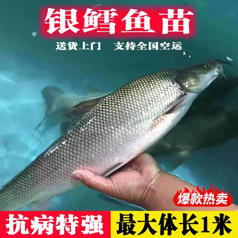 湖北银鳕鱼苗淡水鱼苗养殖食用大鳞鲃小鱼苗鳕鱼苗观赏银雪活鱼苗-图1