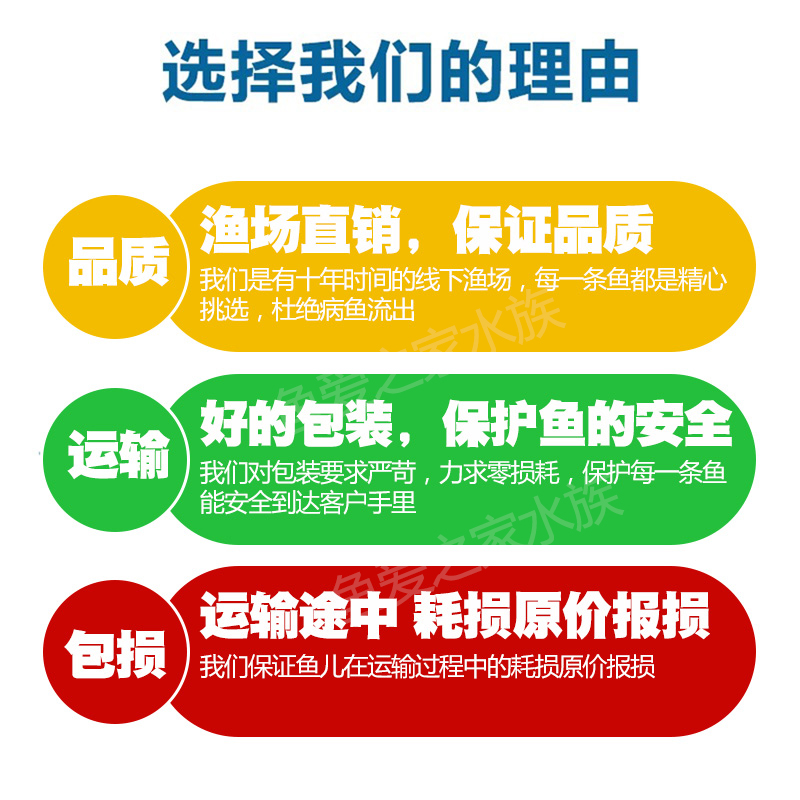 曼龙鱼五彩丽丽热带观赏鱼珍珠马甲球吃蛋白虫鱼好养耐活蓝曼龙鱼-图1