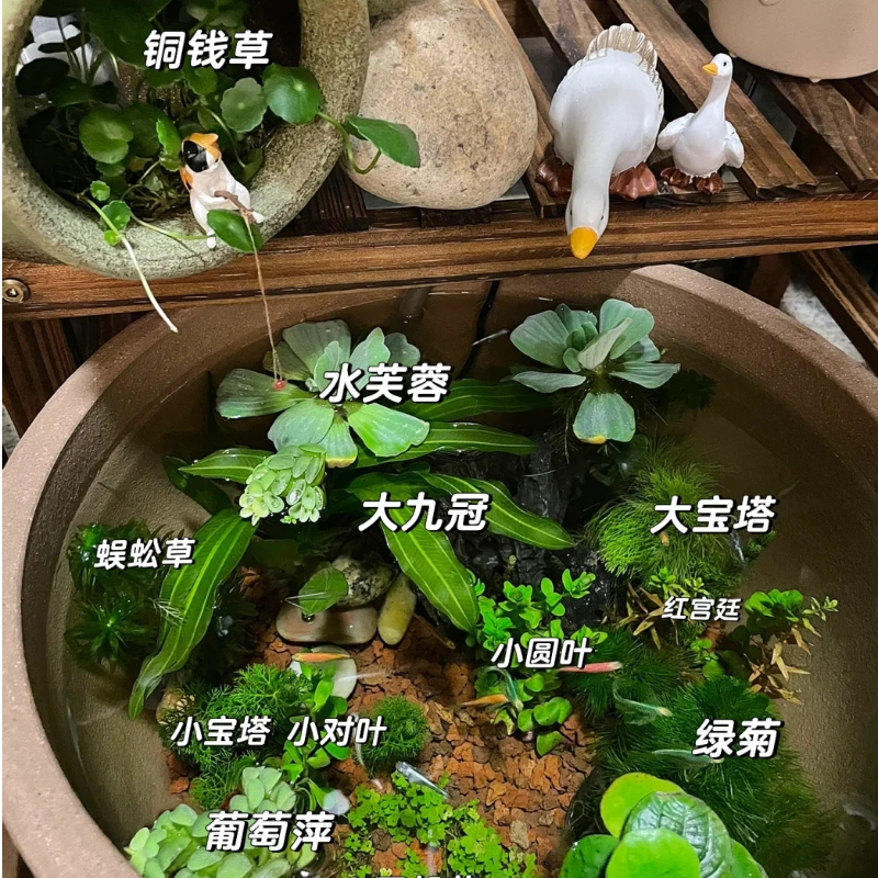 古法养鱼材料净化水质无泥水草造景套餐绿九冠绿菊蜈蚣草芙蓉浮萍 - 图2