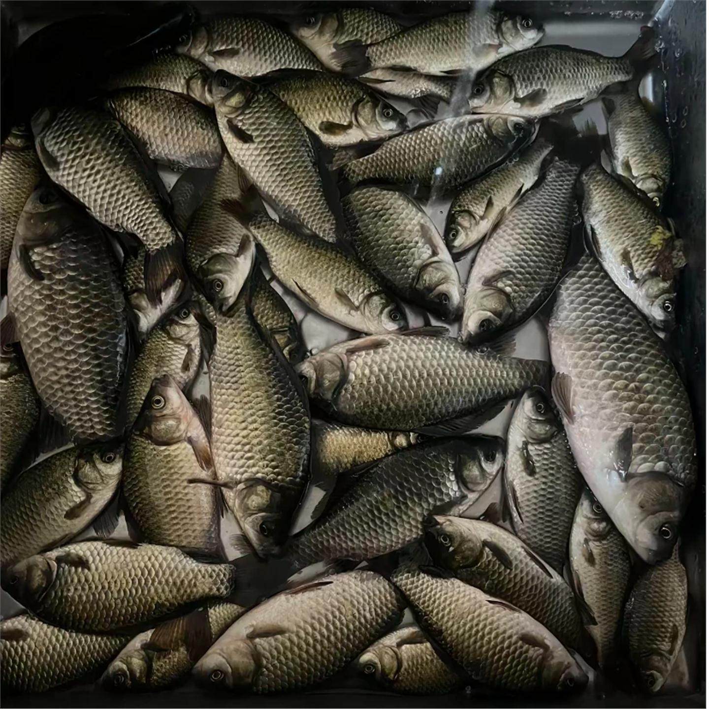 酒牛窝血麦粒诱钓鲤鱼草鱼鲫鱼鳊鱼野钓野河水库通用挂钩简单,淘宝优惠券,粉丝福利购,淘宝优惠卷