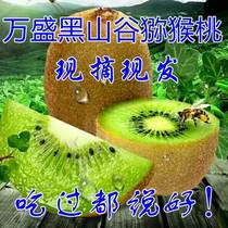 Wan Sheng Specie Producing Black Valley Kiwi Green Heart Chants Sweet When Season Fresh Fruit Chisominus Monkey Peach Now Pluccino