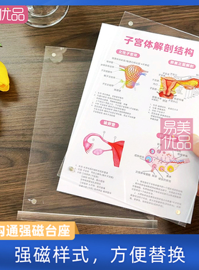 美容会所场景摆件医患沟通强磁台座女性解剖妇产科讲解教具产康店