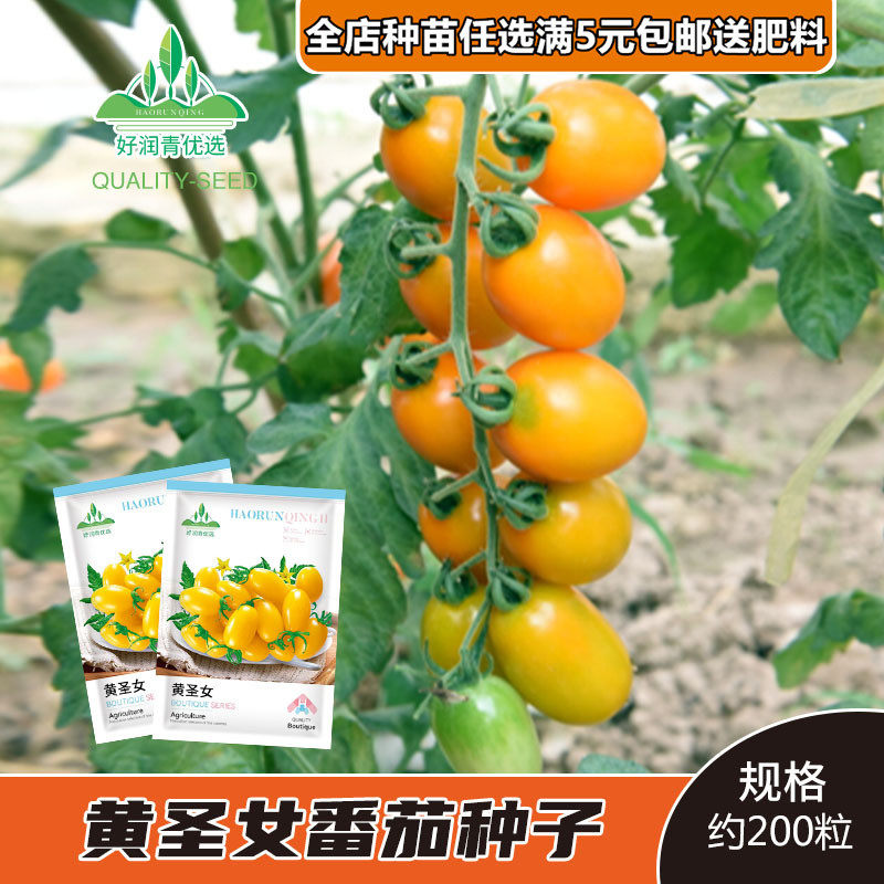 千禧小番茄圣女果西红柿家庭蔬菜种子孑紫茄子四季阳台盆栽小柿子,淘宝优惠券,粉丝福利购,淘宝优惠卷