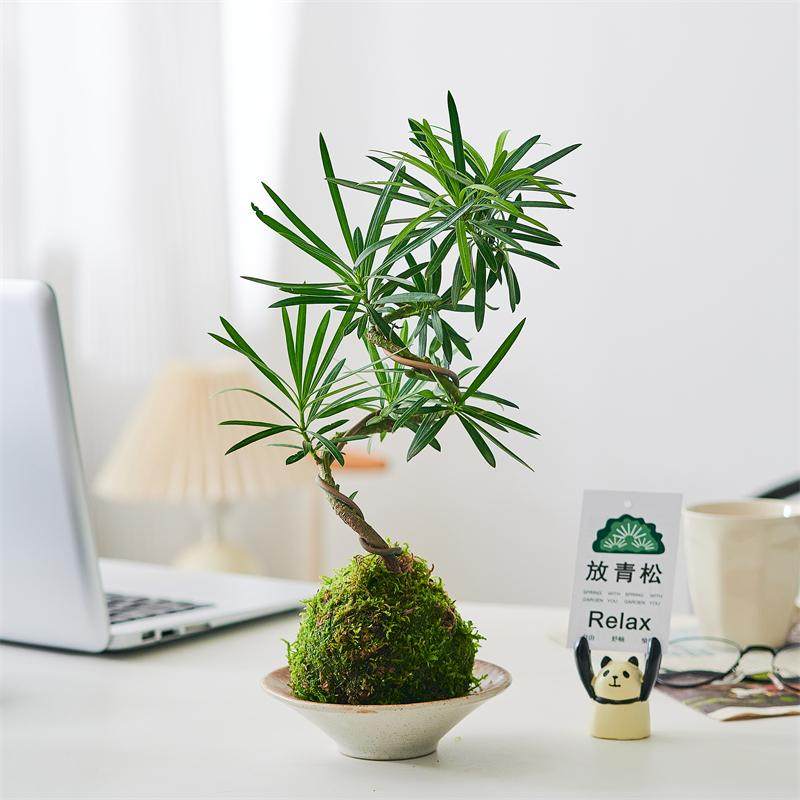 苔藓球罗汉松造型老桩水培植物室内办公室茶室客厅桌面绿植小盆景,淘宝优惠券,粉丝福利购,淘宝优惠卷