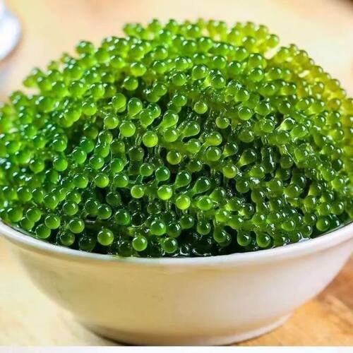 新鲜海葡萄即食海藻长寿菜海带寿司绿色鱼子酱100克 - 图1
