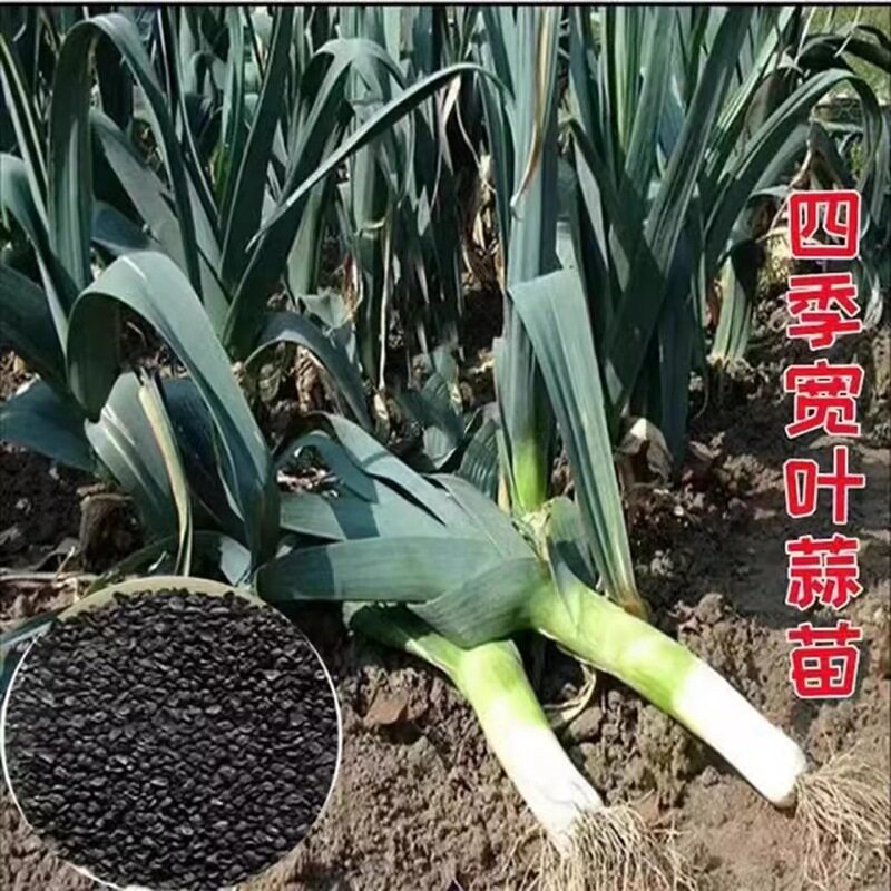 白根宽叶蒜苗种子香蒜硬叶一年四季三茬紫根蒜苗耐热耐寒蔬菜种子