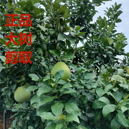 柚子嫁接枝条穗平和红心三红葡萄柚泰国红宝石暹罗红柚枝条 - 图2
