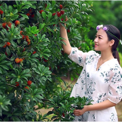 晚稻大杨梅树树苗浙江东魁大树大果特大号水果树果苗南方种植盆栽 - 图2