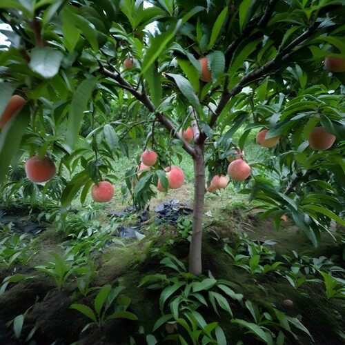 黄桃树桃树果苗嫁接苗冬桃油桃树果苗南方北方种植桃苗当年结果 - 图2