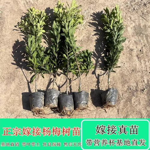 晚稻大杨梅树树苗浙江东魁大树大果特大号水果树果苗南方种植盆栽 - 图0