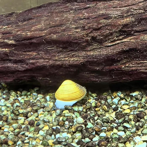 黄金蚬河蚌淡水鱼缸除藻净水活体观赏螺贝类滤食专吃粪便清洁工具 - 图2