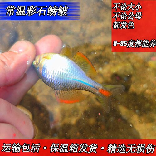 观赏鱼活体原生稀有群游小型淡水 - 图0
