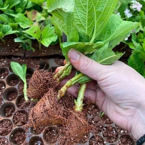 云南绣球花苗基地阳台庭院无尽夏八仙花盆栽地栽耐寒花期好种 - 图3