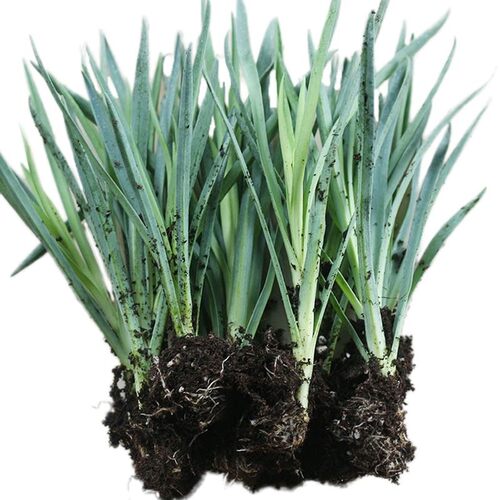 重瓣康乃馨花苗多颜色高杆大花庭院绿植懒人易种活盆栽小苗母亲节 - 图2