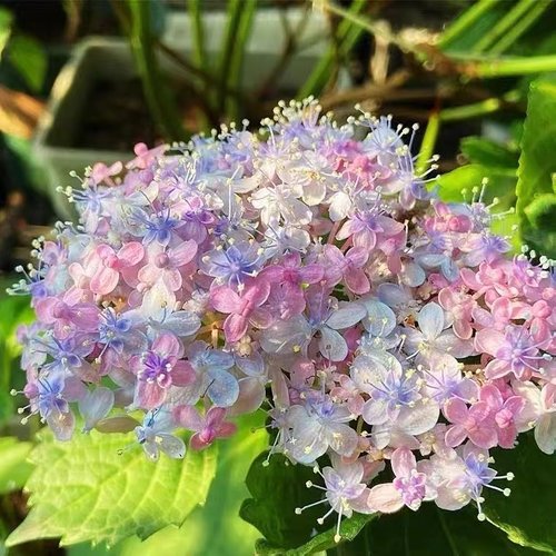 云南绣球花苗基地阳台庭院无尽夏八仙花盆栽地栽耐寒花期好种 - 图2
