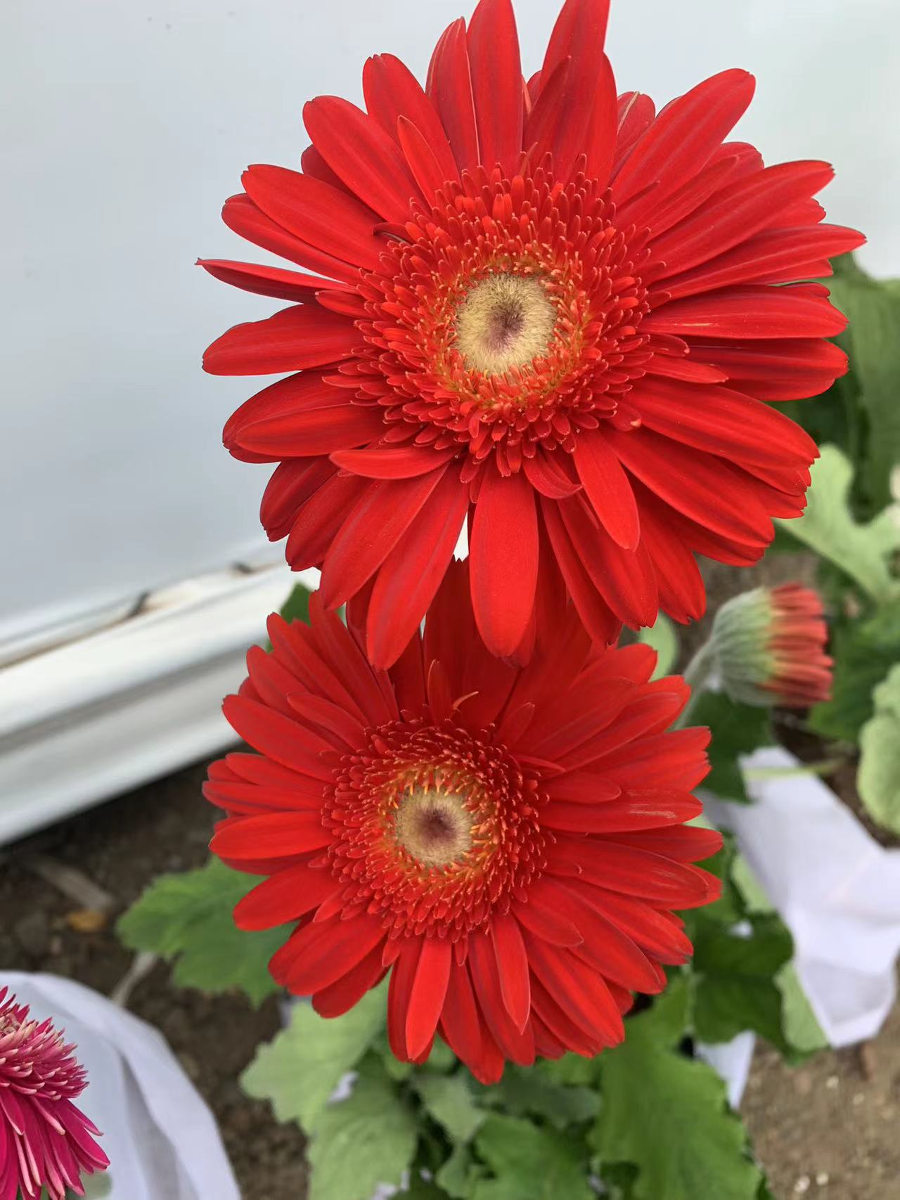 非洲菊花苗盆栽花苗扶郎花小苗四季开花绿植花卉阳台庭院易活种苗-图2