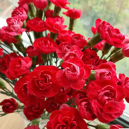 多头重瓣康乃馨花苗可盆栽地栽母亲节鲜花阳台窗台好养的花期好种 - 图0