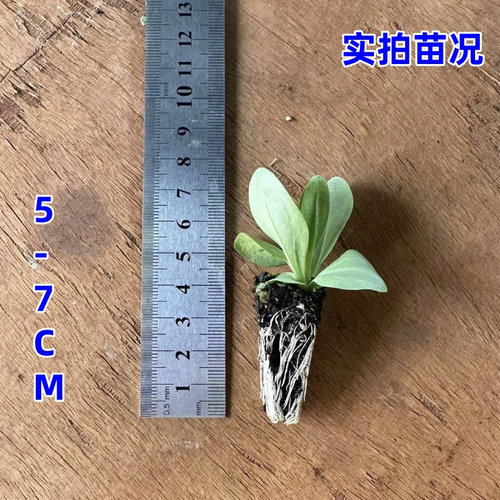 云南重瓣洋桔梗小苗多年生易养活庭院阳台盆栽花卉带穴盘保护发货 - 图1