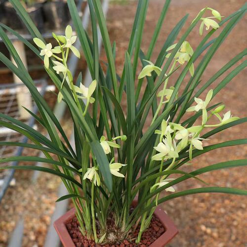 兰花建兰铁骨素心带花苞耐寒四季兰开花浓香室内阳台绿植花卉盆栽 - 图0