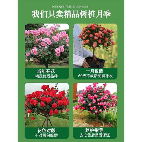 嫁接棒棒糖树桩月季花苗当年开花卉室外阳台盆栽植物玫瑰带花好养 - 图2