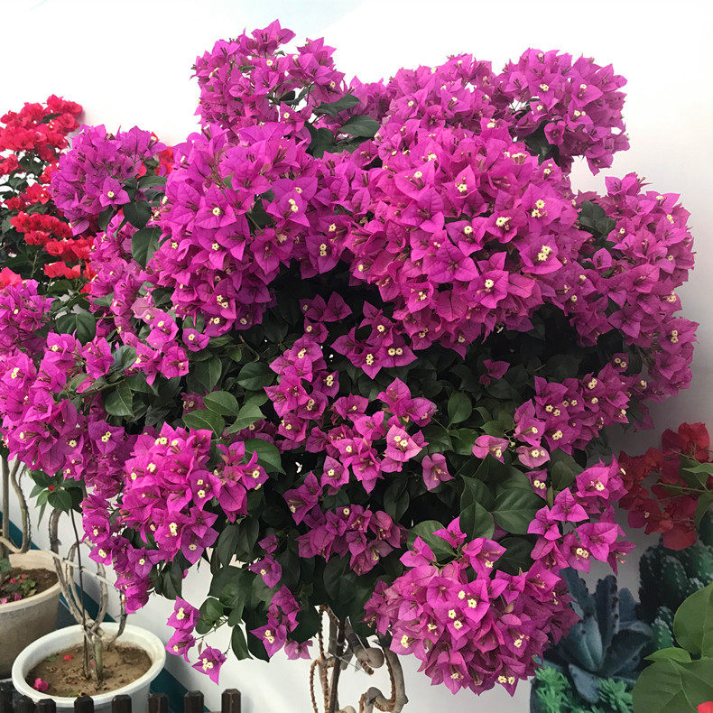 巴西三角梅盆栽爬藤老桩大苗多色重瓣植物庭院四季带花发货阳台,淘宝优惠券,粉丝福利购,淘宝优惠卷