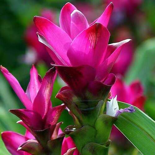 超长花期四季开花姜荷花种球盆栽花种子球根植物花卉绿植盆栽耐热 - 图2