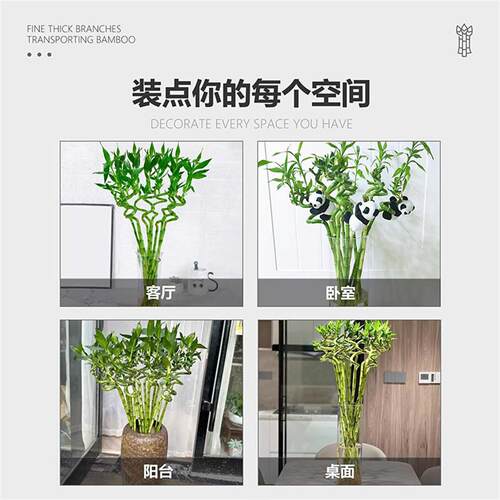 水培植物转运竹室内客厅富贵竹龙竹观音竹办公室桌面四季盆栽绿植 - 图3