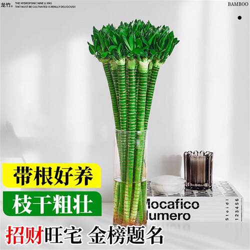 富贵竹水培植物带根文昌竹龙竹观音竹转运竹水养客厅室内盆栽绿植 - 图1