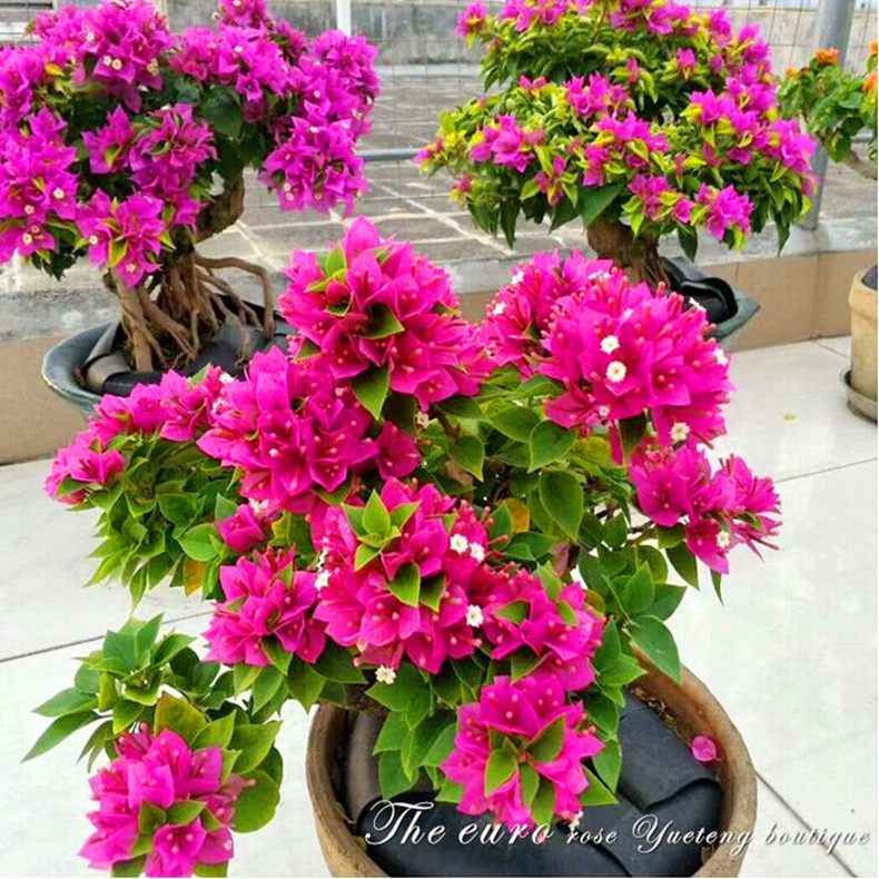 巴西三角梅盆栽爬藤老桩大苗多色重瓣植物庭院四季带花发货阳台,淘宝优惠券,粉丝福利购,淘宝优惠卷