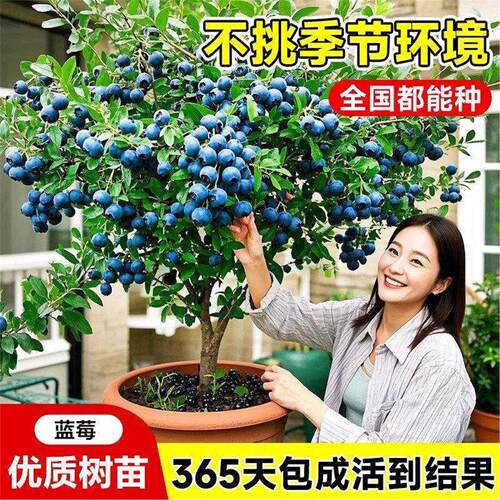 【带花带果】蓝莓树苗盆栽F6南方北方种植特大号果树苗四季结果 - 图0