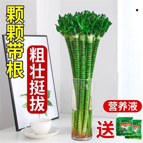 富贵竹水培植物带根文昌竹龙竹观音竹转运竹水养客厅室内盆栽绿植 - 图2