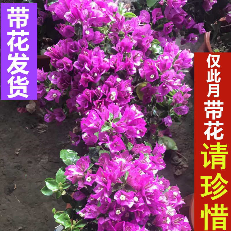 巴西三角梅盆栽爬藤老桩大苗多色重瓣植物庭院四季带花发货阳台,淘宝优惠券,粉丝福利购,淘宝优惠卷