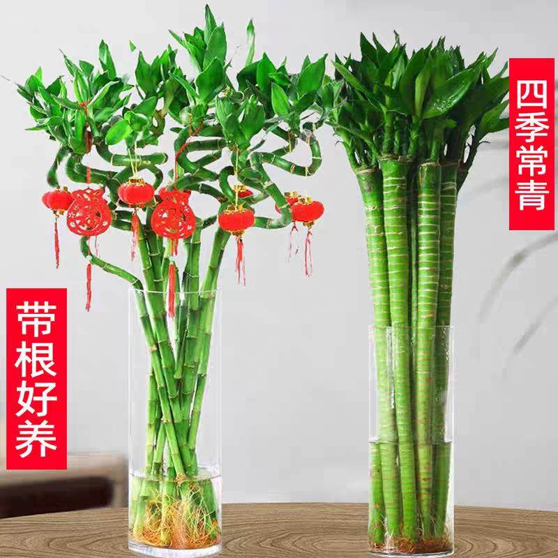 带根富贵竹转运竹植物水养盆栽客厅弯竹龙竹开运竹子招财水培绿植,淘宝优惠券,粉丝福利购,淘宝优惠卷
