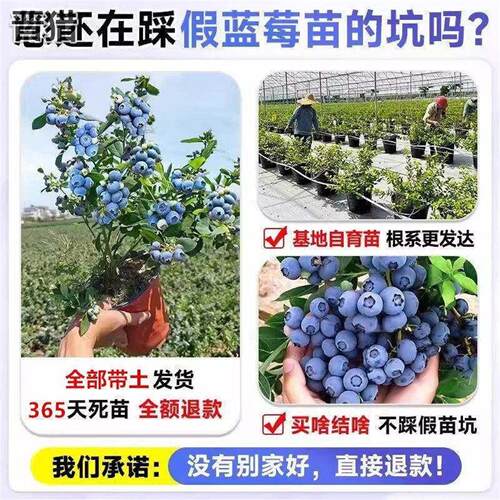 【带花带果】蓝莓树苗盆栽F6南方北方种植特大号果树苗四季结果 - 图1