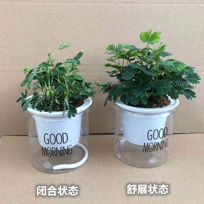 含羞草小盆栽室内阳台四季植物常青易种花卉怕羞草害羞草趣味植物 - 图1