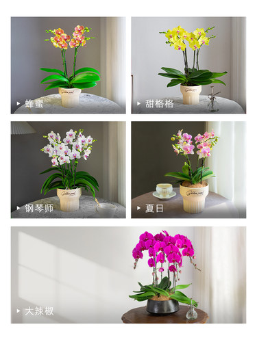 金色池塘欧苗蝴蝶兰盆栽带花带花苞室内花卉开业乔迁鲜花节日礼物 - 图2