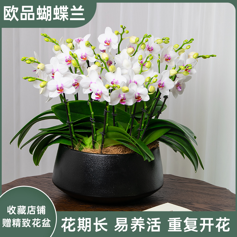 金色池塘欧苗蝴蝶兰盆栽带花苞客厅年宵花卉乔迁鲜花大辣椒真花-图1