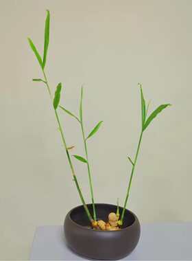 禄根花盆种植生姜禅意风陶瓷大号