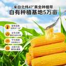 东北黄糯玉米真空装软糯香甜早餐玉米棒