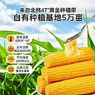 东北黄糯玉米真空装软糯香甜早餐玉米棒