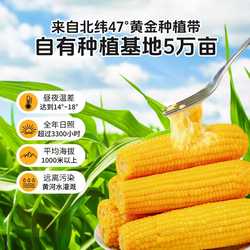 东北黄糯玉米真空装软糯香甜早餐玉米棒